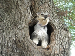 dog, hollow, miniature Schnauzer, trees
