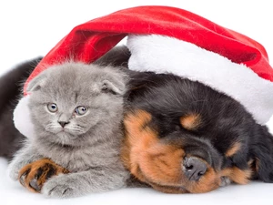 Scottish Fold, dog, Holy, Nicholas, Hat, cat