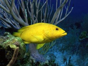 Yellow Honda, depths, sea, fish