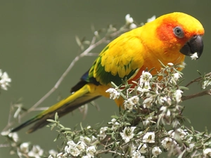 Yellow Honda, flower, Bush, parrot