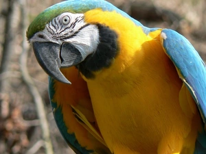 parrot, blue, Yellow Honda