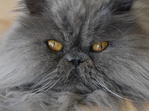 Gray, honey, Eyes, Persian Cat