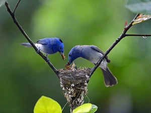 Honeycreeper, birds, nest