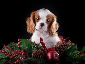Christmas, decoration, puppie, Cavalier King Charles spaniel, honeyed