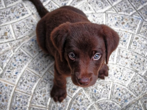 Puppy, Labrador Retriever, honeyed
