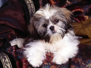 honeyed, Shih Tzu