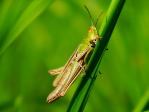 short-horned grasshopper, Insect, grasshopper