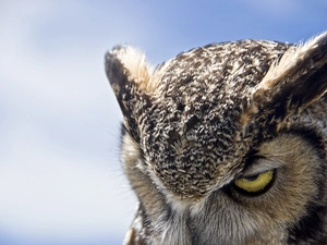 threatening, owl, Great Horned Owl, The look