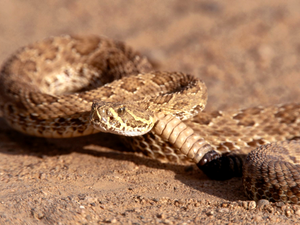 horned rattlesnake