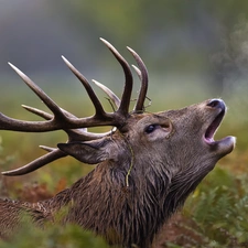 horns, roaring, deer