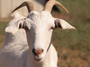 horns, White, goat