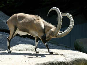 horns, goat, Twisted