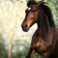 Horse, Brown, bay