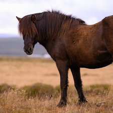 Brown, Yellowed, grass, Horse