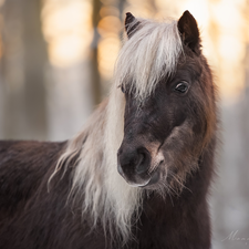 Brown, Bright, mane, Horse