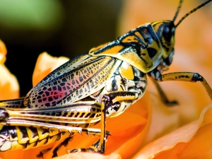 field, color, sea-horse