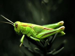 field, Green, sea-horse