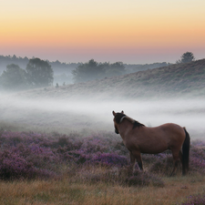 viewes, Horse, Fog, trees, heath