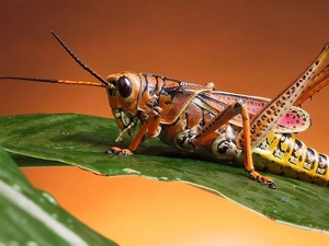 green ones, sea-horse, field, leaves