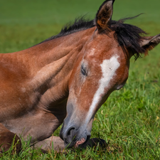 half-closed, Eyes, Horse, Colt, lying