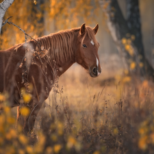 Brown, Horse, viewes, forest, trees