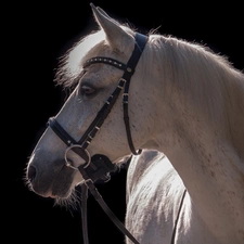 White, mouth, gear, Horse