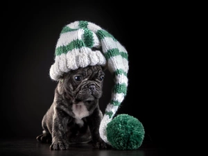 Winter, French Bulldog, Pompon, Puppy, dog, Hat, hosiery