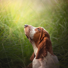 Head, grass, Basset Hound, The raised, dog