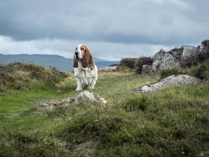 basset, Stones, grass, Hound