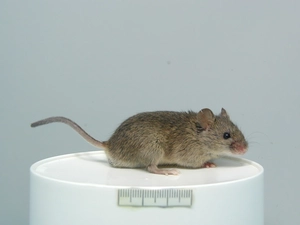 House Mouse
