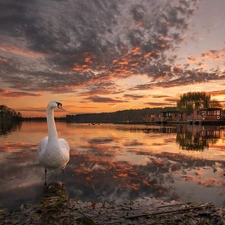 Swans, Houses, Great Sunsets, lake