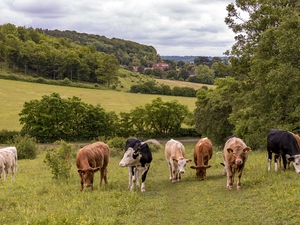 grass, Cows, viewes, Houses, trees, Meadow