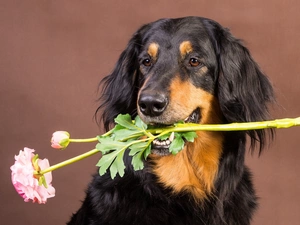 Colourfull Flowers, dog, Hovawart