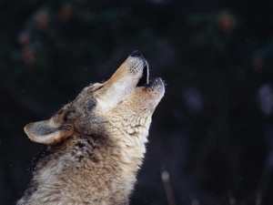 howling, Wolf