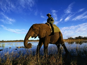 Human, Elephant, water