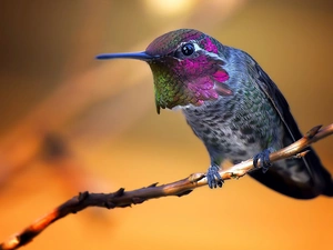 humming-bird