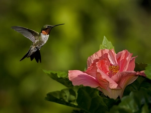hibiskus, humming-bird, Colourfull Flowers