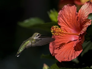 humming-bird, Flower