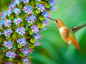 humming-bird, Flowers