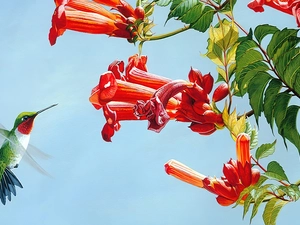 humming-bird, Flowers