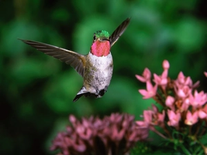 humming-bird, Flowers