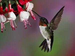 humming-bird, Flowers
