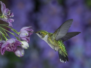 Hummingbird, Flowers
