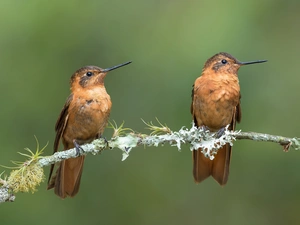 Hummingbirds, twig, birds, hummingbirds, Two cars