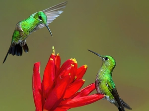 hummingbirds, Colourfull Flowers