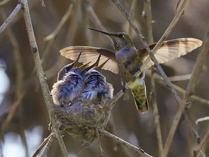 hummingbirds, nest