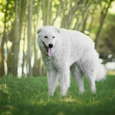 trees, viewes, Shepherd Hungarian Kuvasz, grass, dog