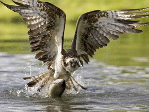 hunt, osprey, water