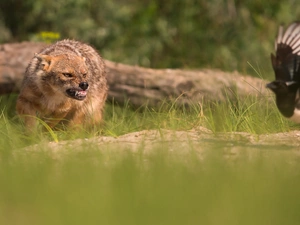 hunting, Jackal, grass, Lod on the beach, Meadow, Bird