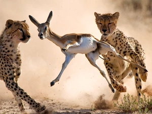 hunting, Antelope, Cheetah